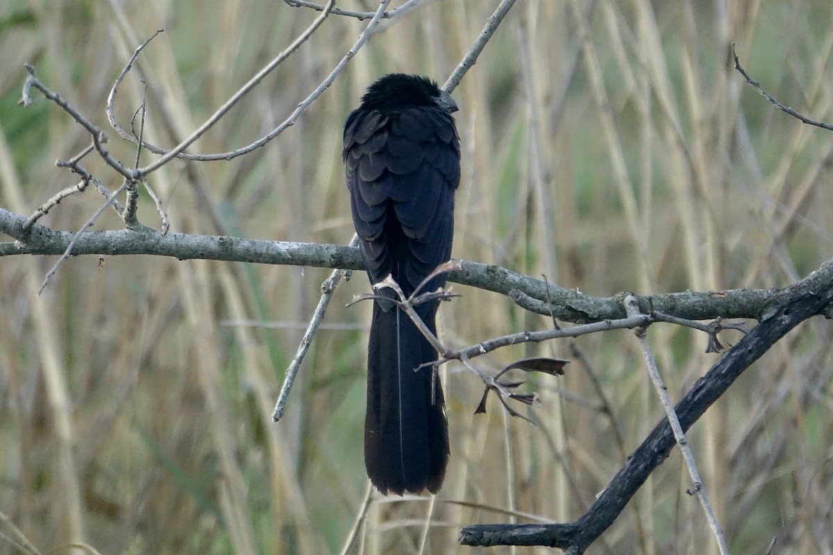 Groove-billed Ani - ML613472122