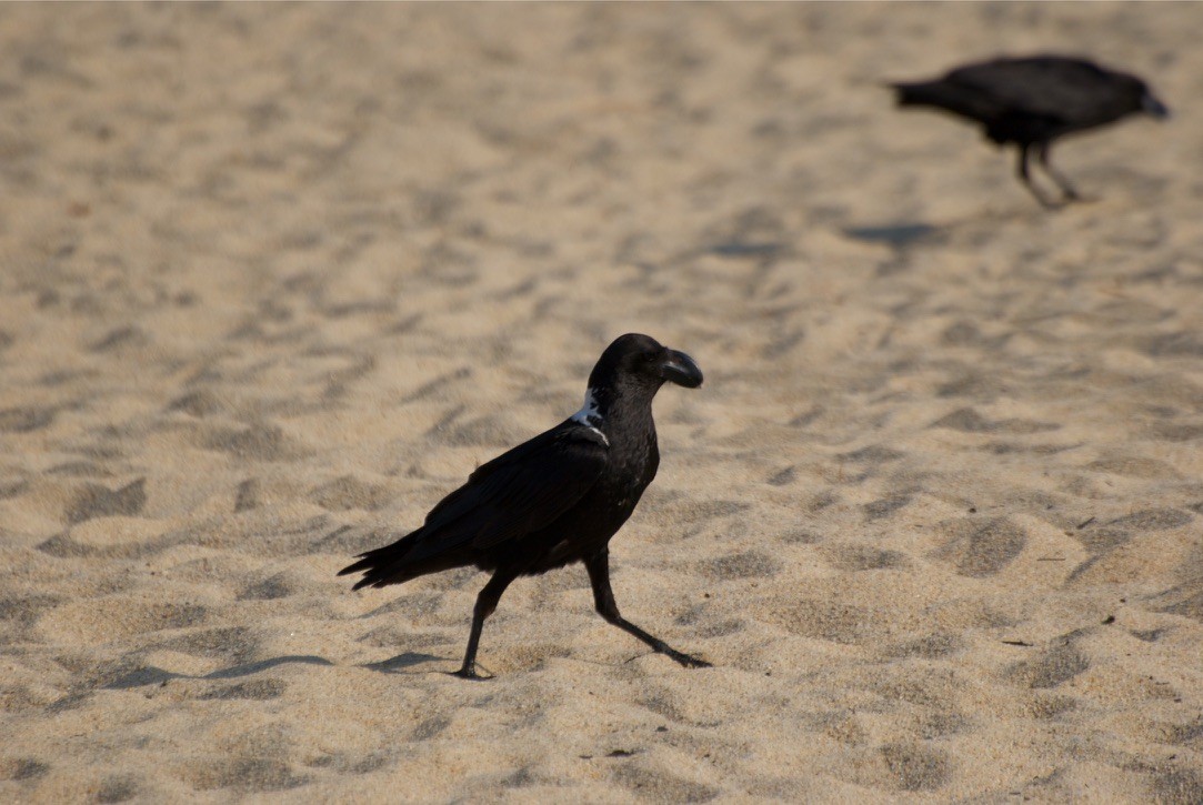 White-necked Raven - ML613472124