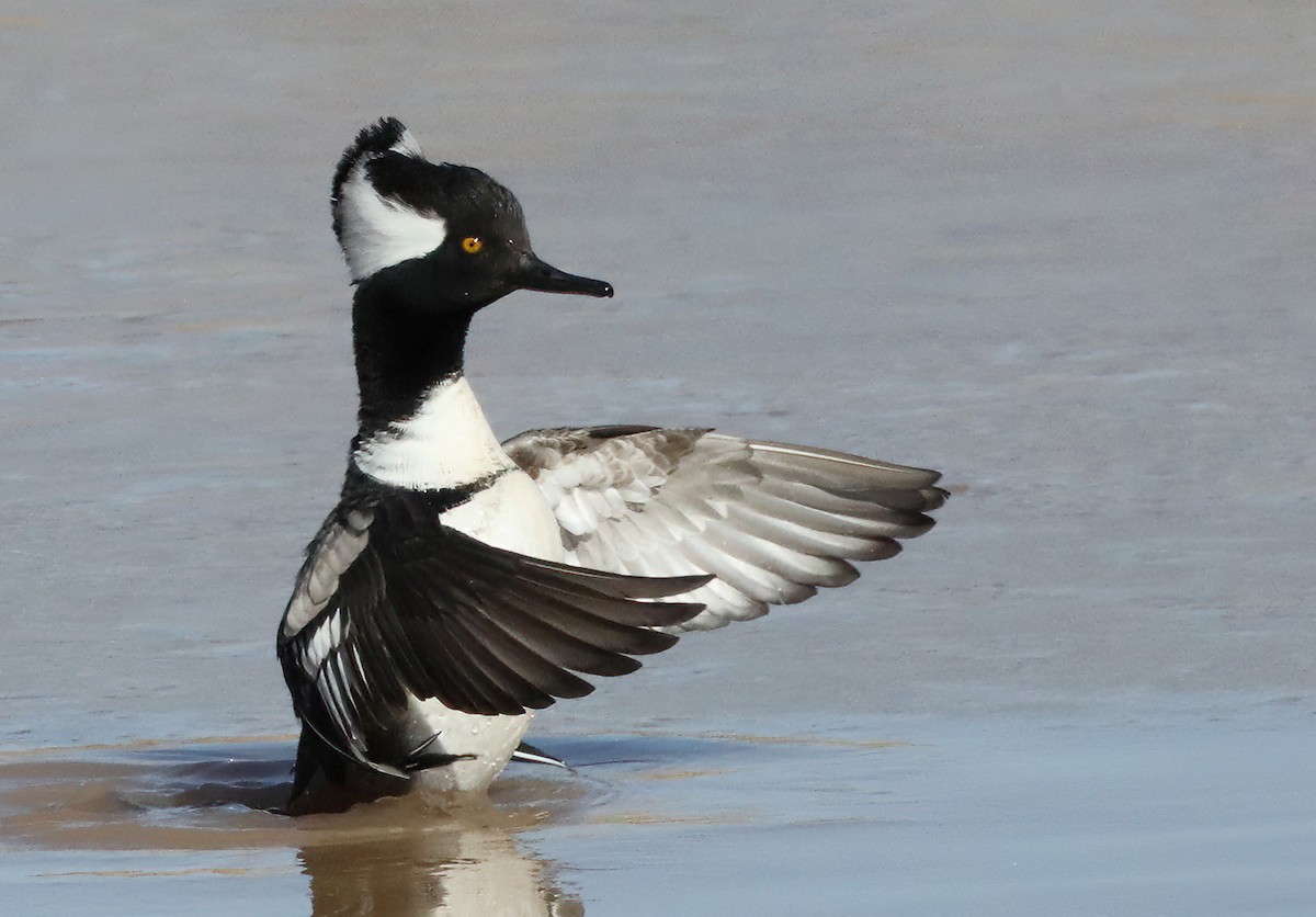 Hooded Merganser - Machel Sandfort