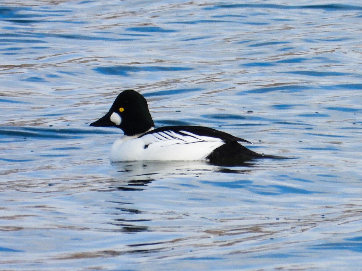 Common Goldeneye - ML613472190