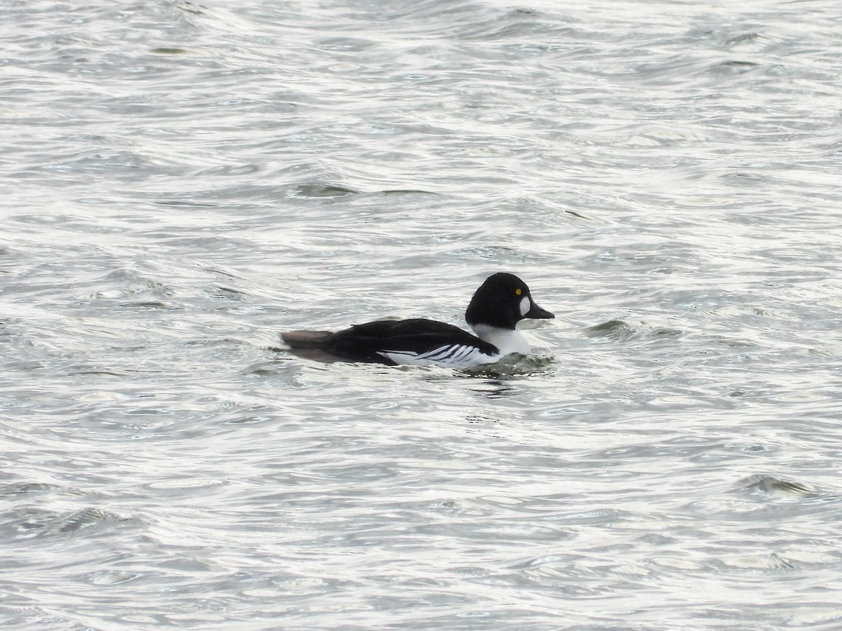 Common Goldeneye - ML613472191