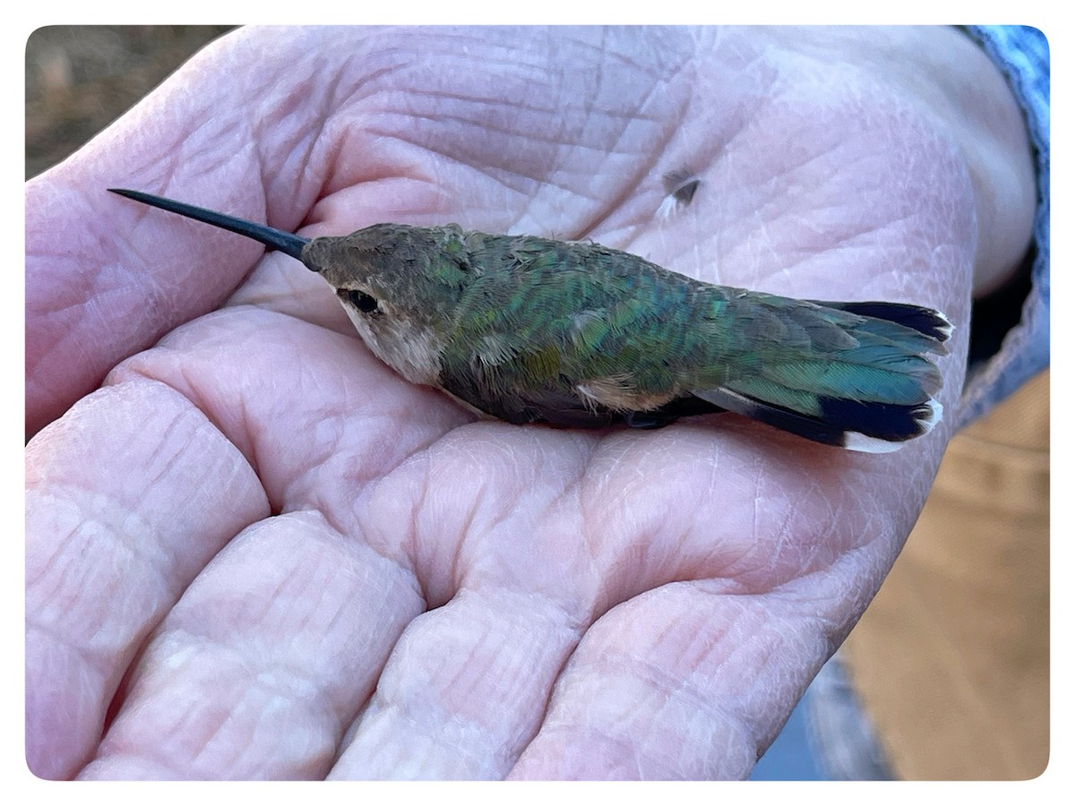 Black-chinned Hummingbird - jerry amerson