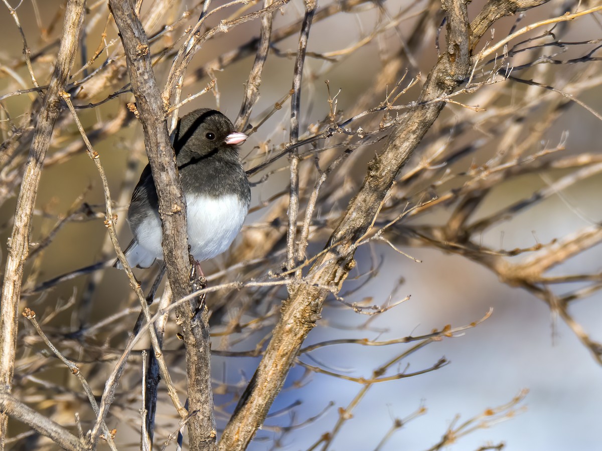 Dark-eyed Junco - ML613472252