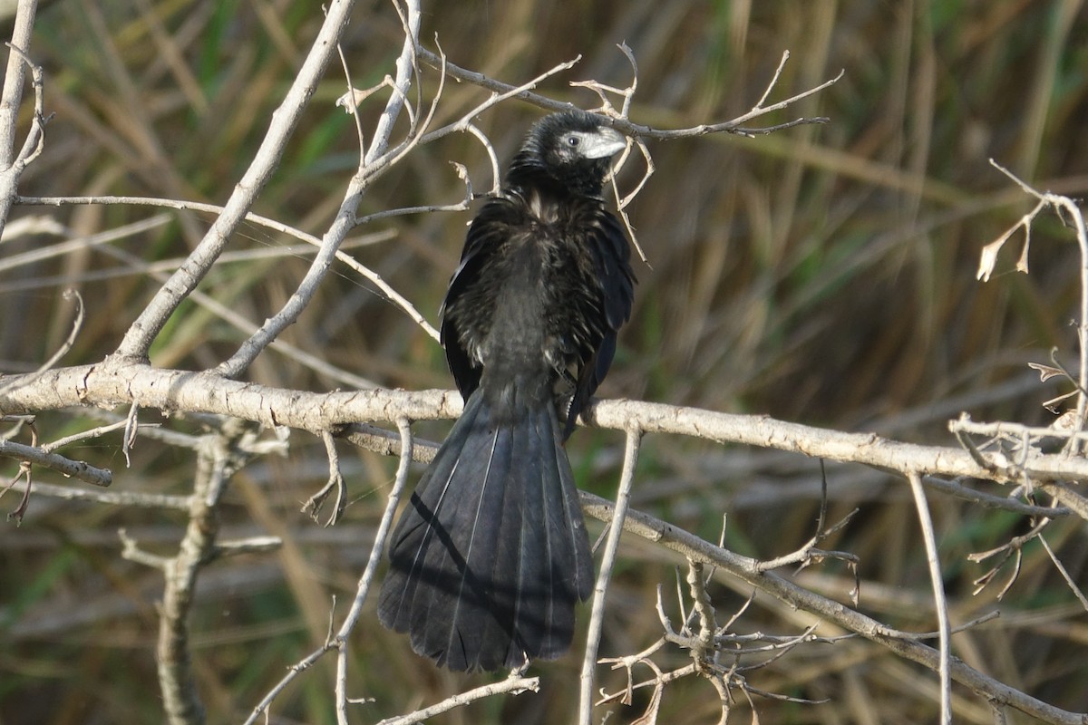 Groove-billed Ani - Dave Williams