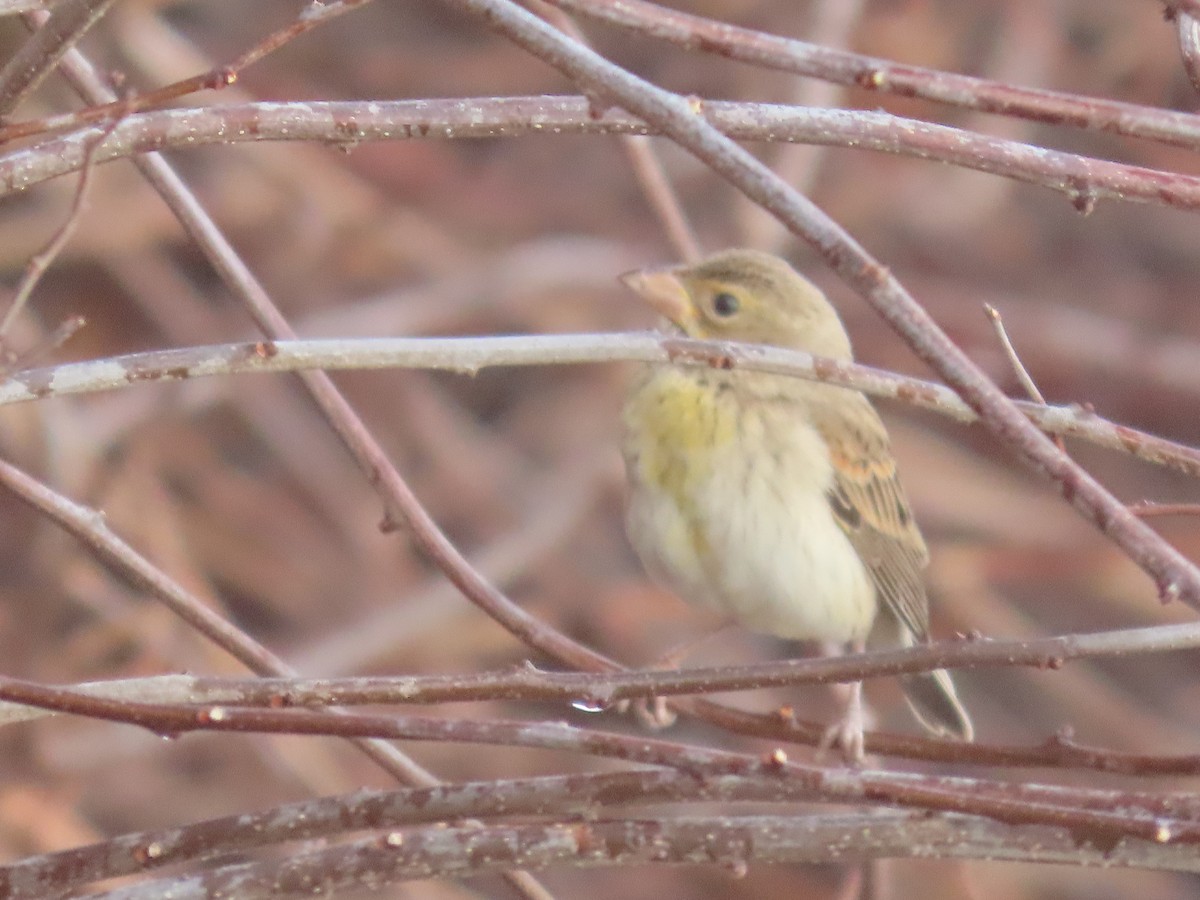 Dickcissel - Sam Buttrick