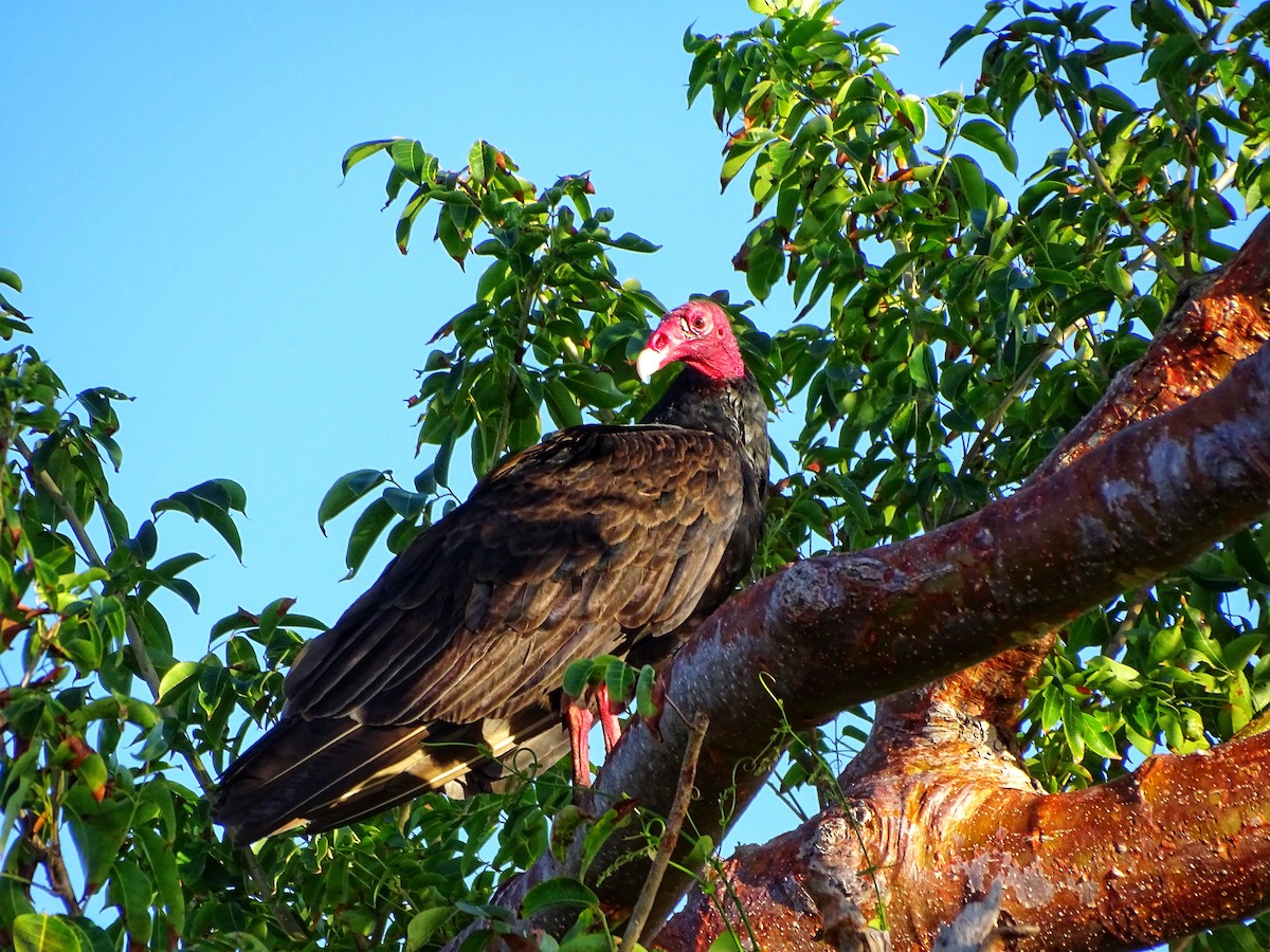 Turkey Vulture - ML613472491