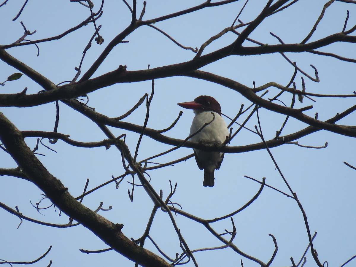 Chocolate-backed Kingfisher - ML613472560