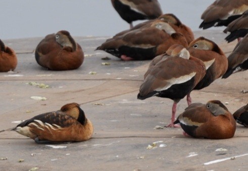 Fulvous Whistling-Duck - ML613472651