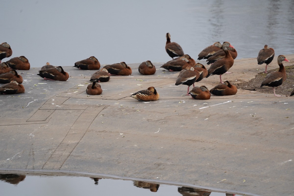 Fulvous Whistling-Duck - ML613472653