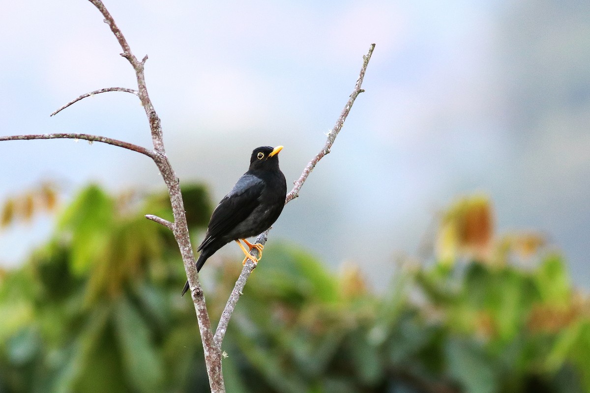 Yellow-legged Thrush - ML613472662