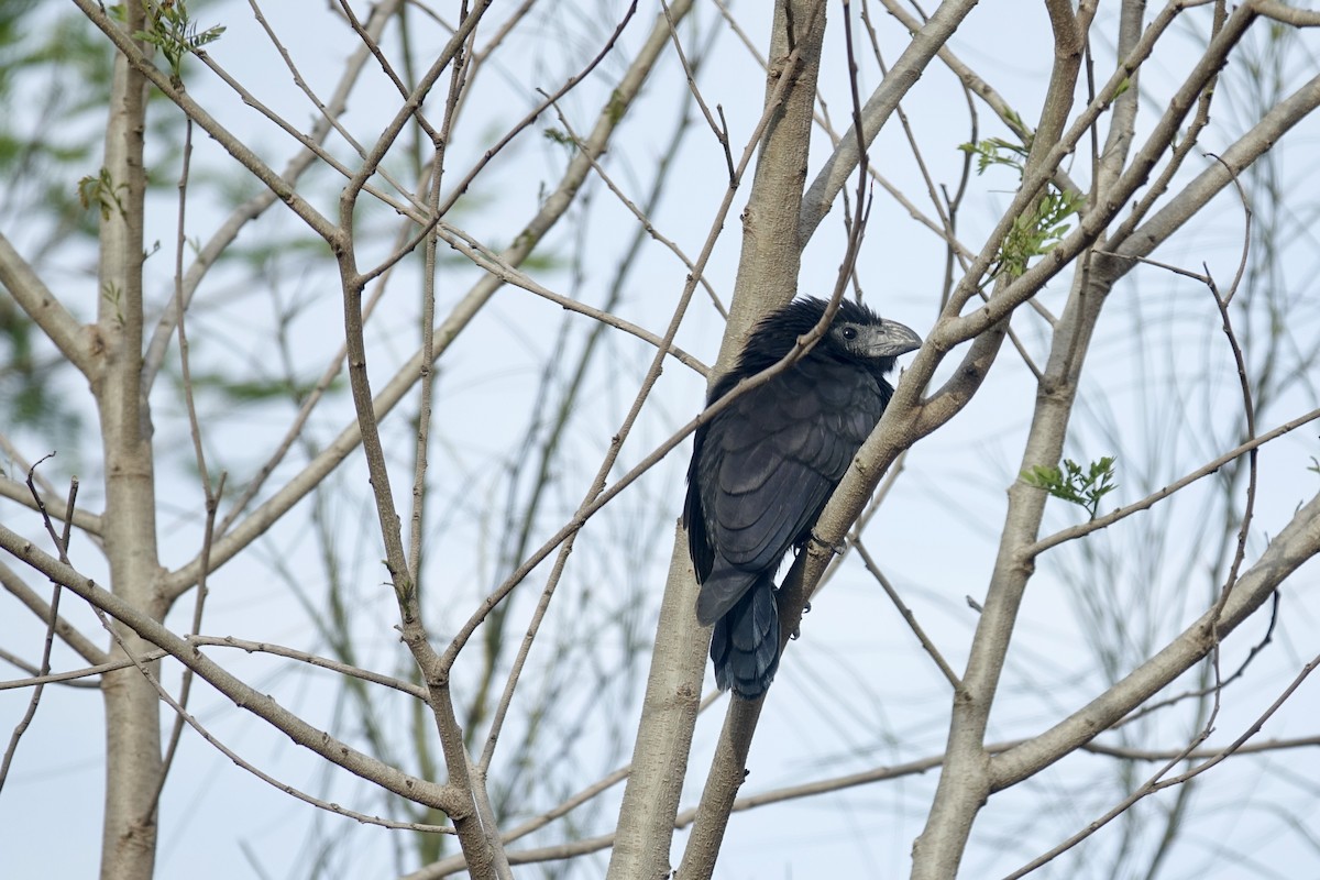 Groove-billed Ani - ML613472740