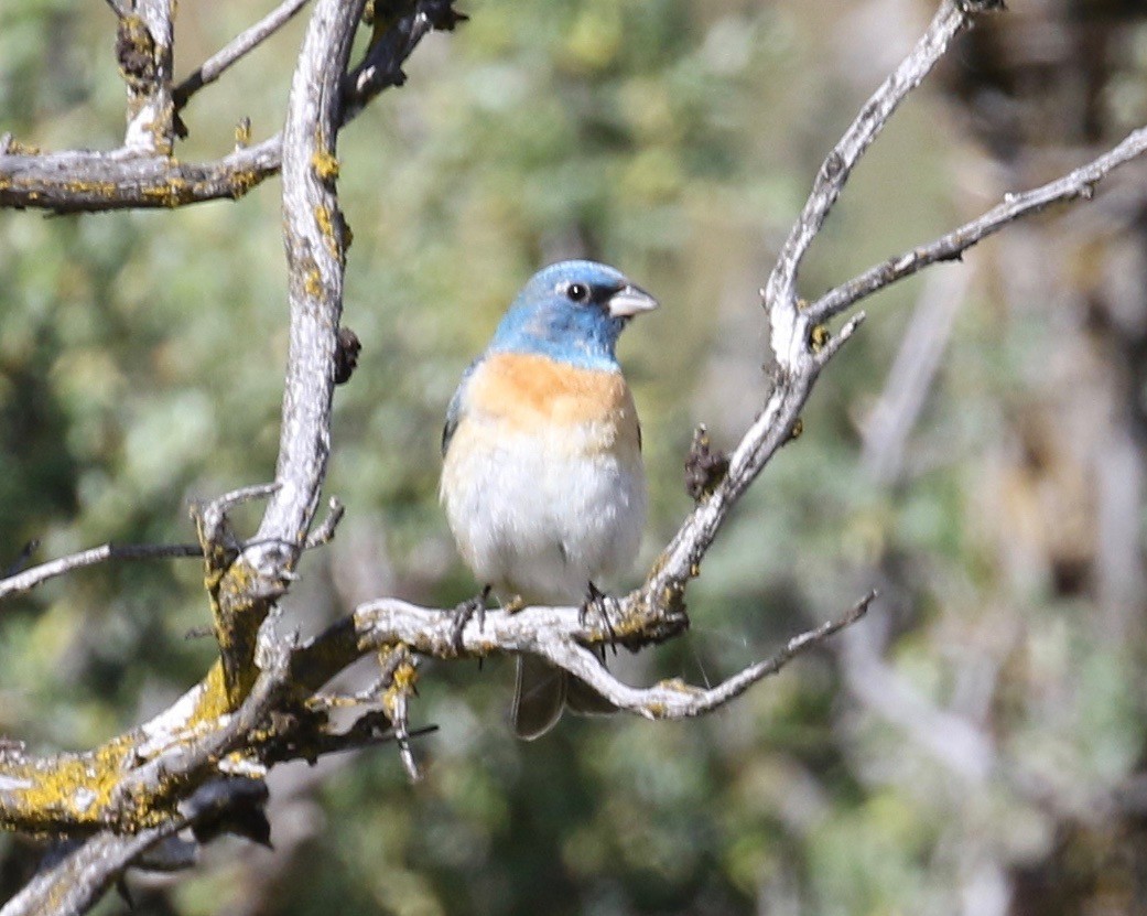 Lazuli Bunting - Dan Waggoner