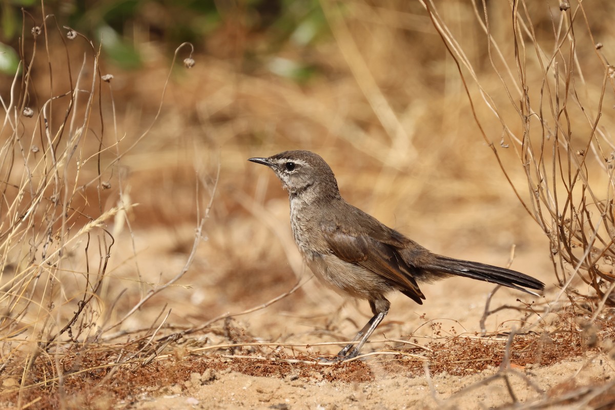 Agrobate coryphée - ML613472794