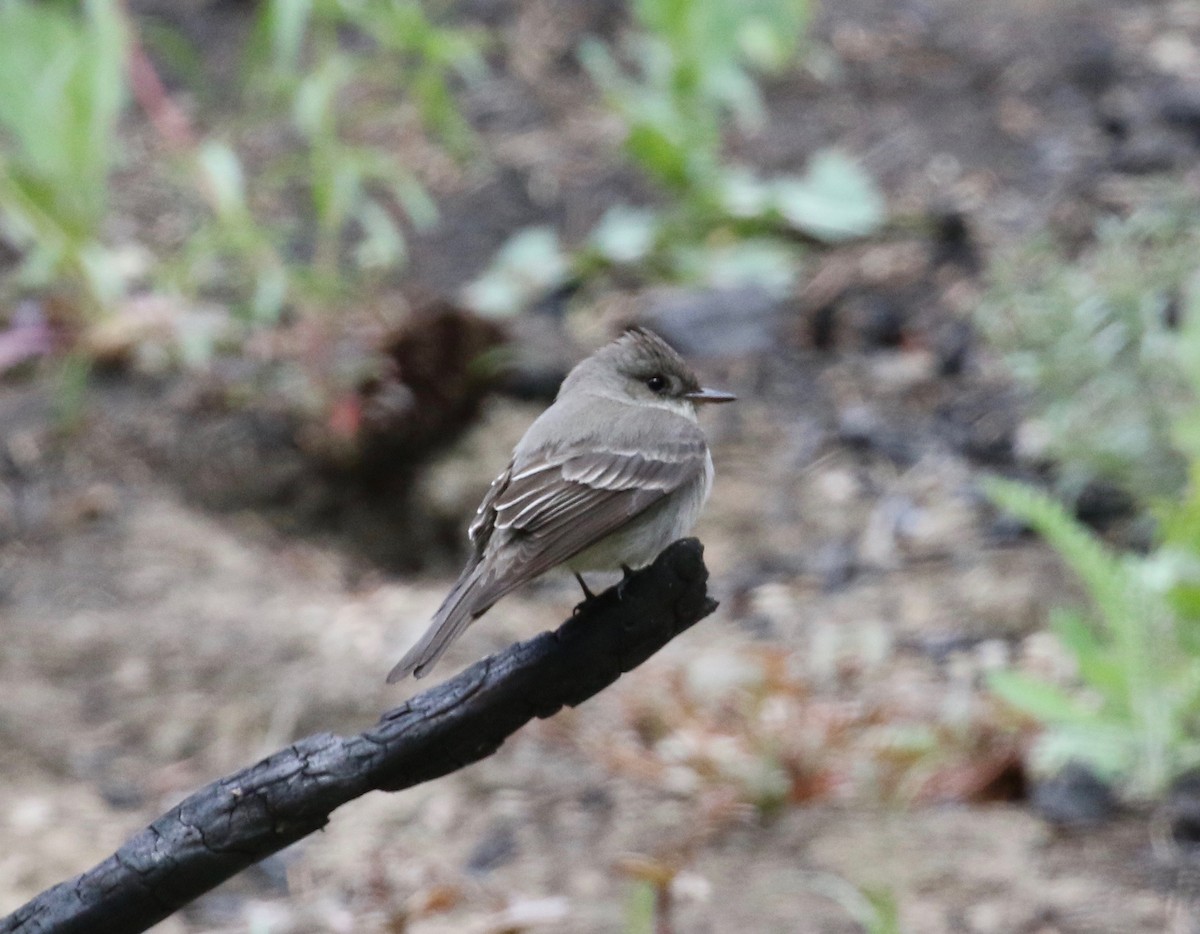 Gray Flycatcher - Dan Waggoner