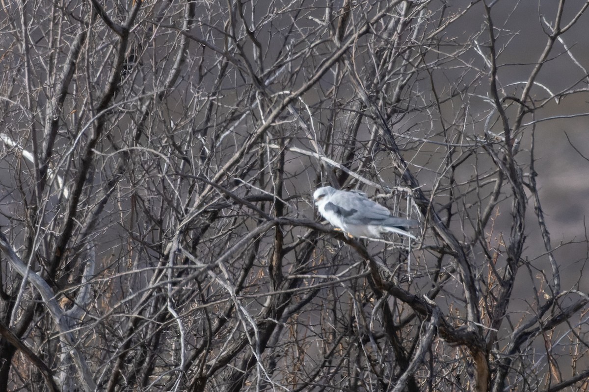 White-tailed Kite - ML613473052