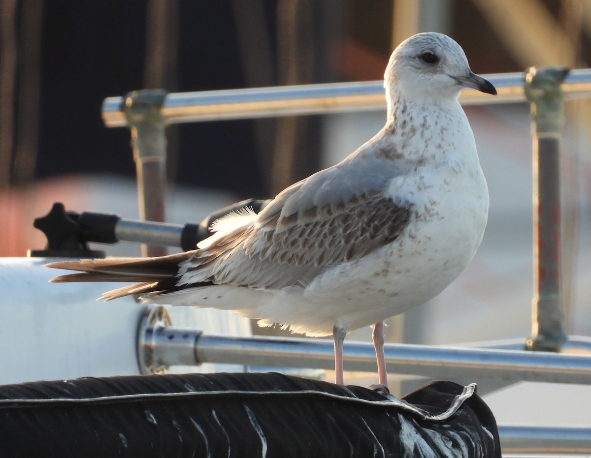 Common Gull - ML613473074