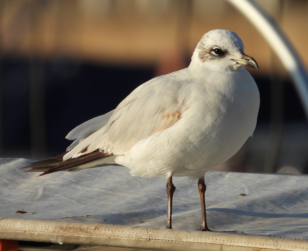 Mediterranean Gull - Javier Fregenal Díaz