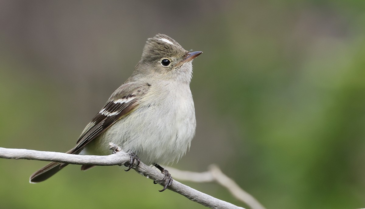 White-crested Elaenia (Chilean) - ML613473223