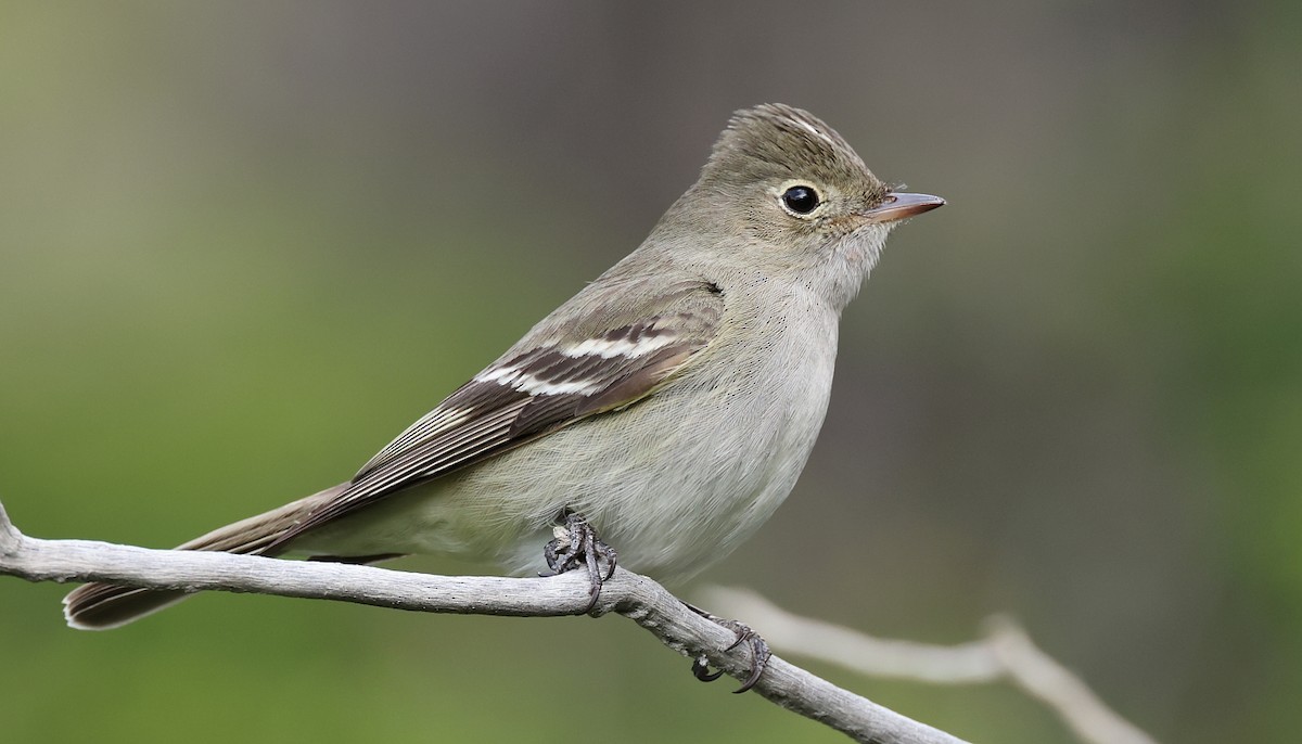 White-crested Elaenia (Chilean) - ML613473286