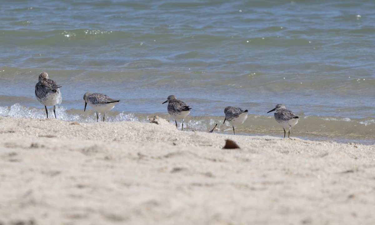 Great Knot - ML613473307