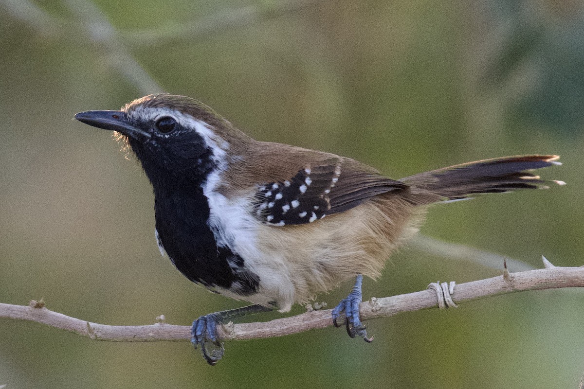 Rusty-backed Antwren - ML613473315