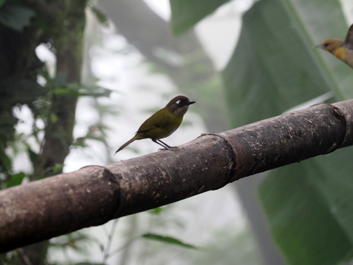 Olive-streaked Flycatcher - ML613473320