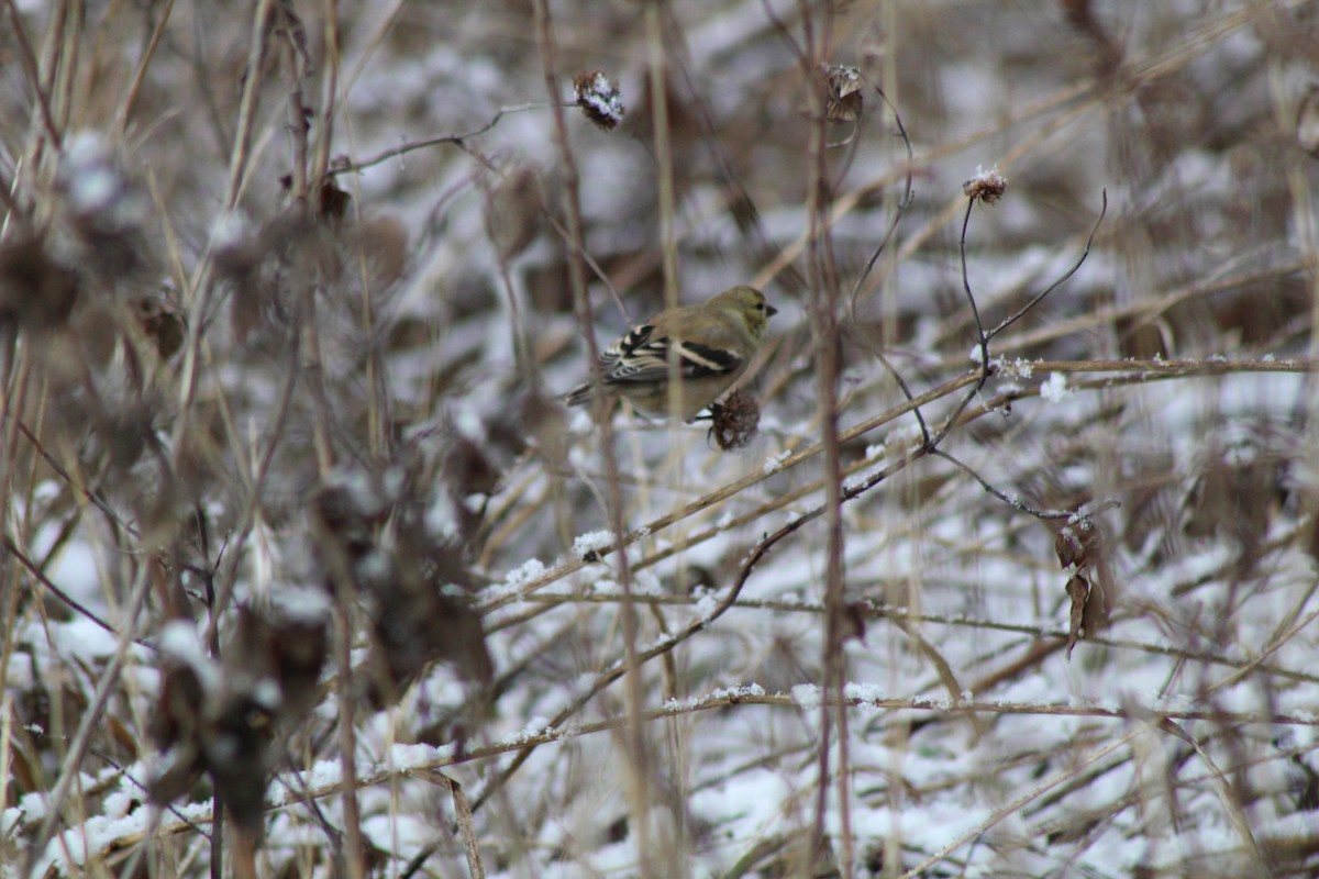 American Goldfinch - ML613473423