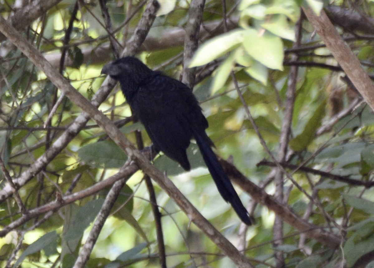 Smooth-billed Ani - ML613473488