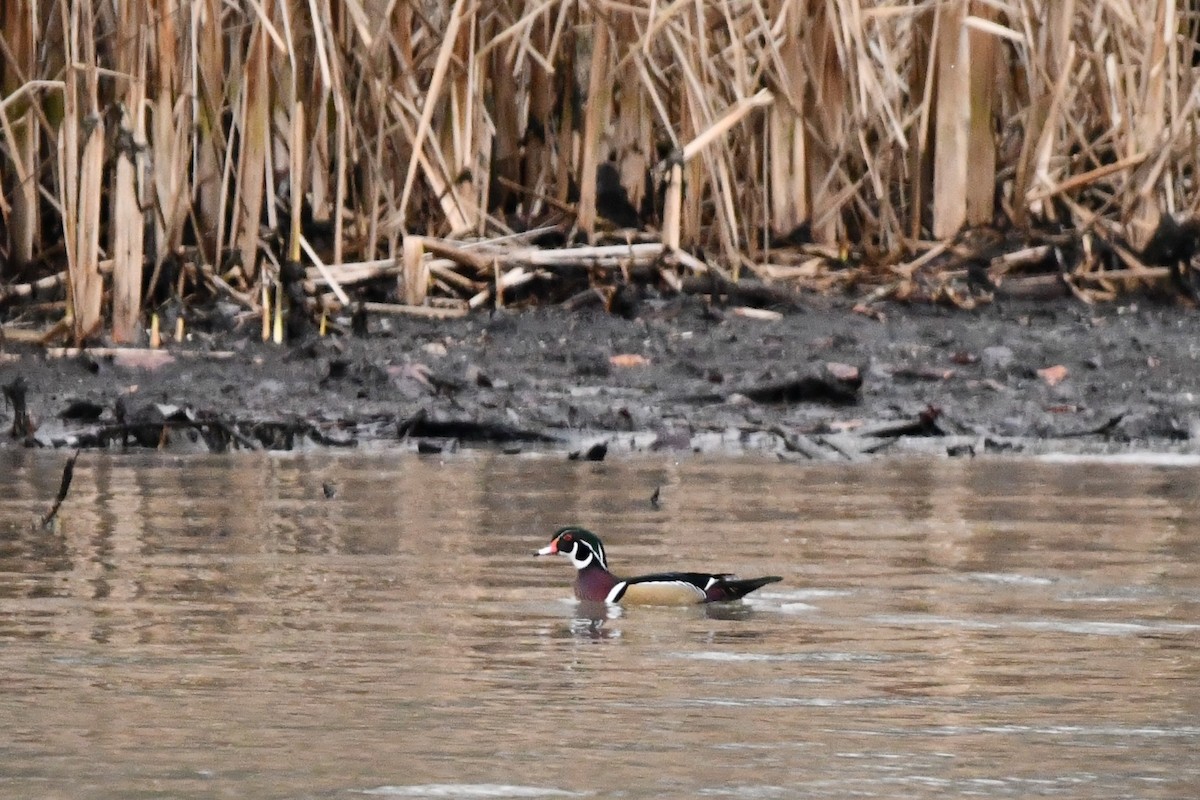 Wood Duck - ML613473515