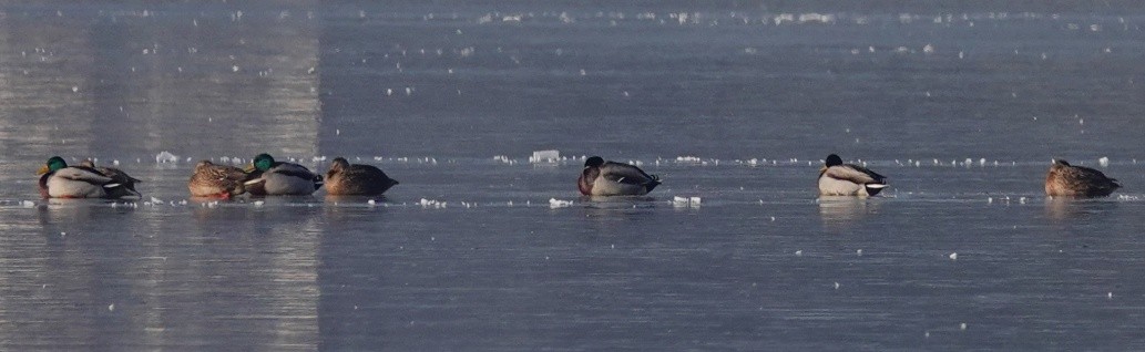 Mallard - ML613473519