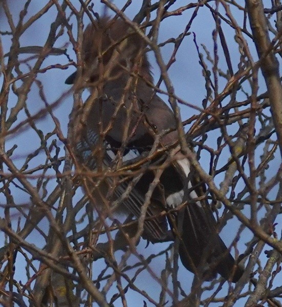 Eurasian Jay - ML613473531