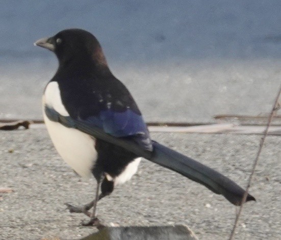 Eurasian Magpie - ML613473567
