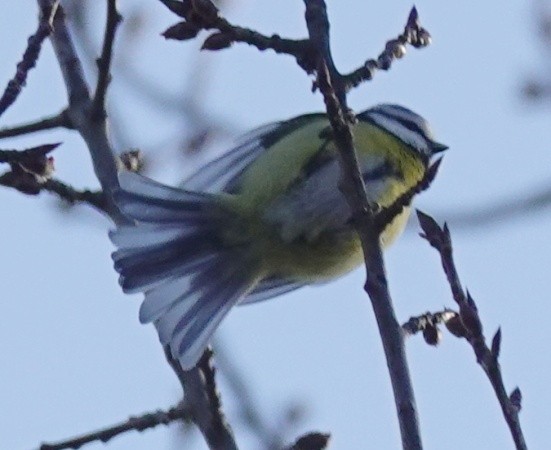 Eurasian Blue Tit - ML613473568