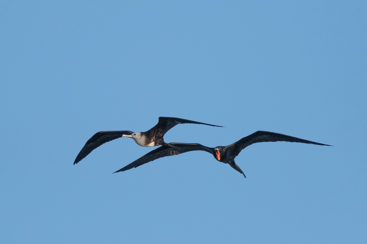 Magnificent Frigatebird - ML613473570