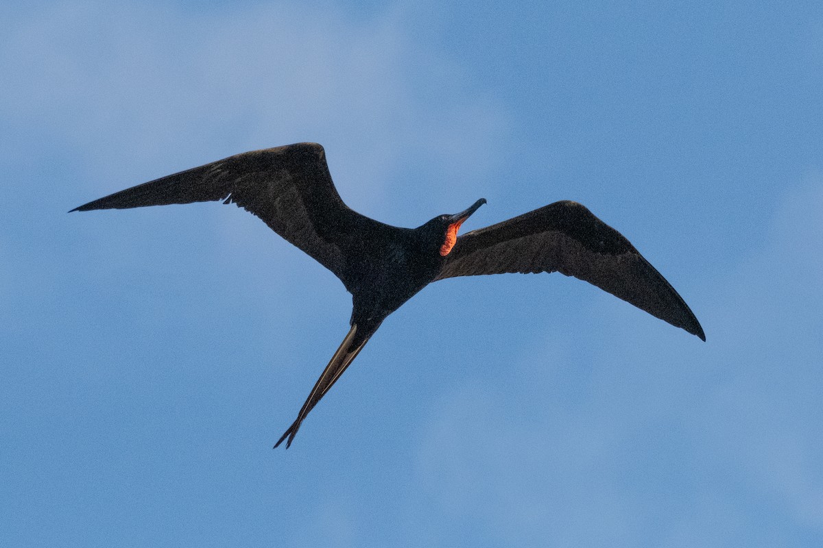 Magnificent Frigatebird - Scott Dresser