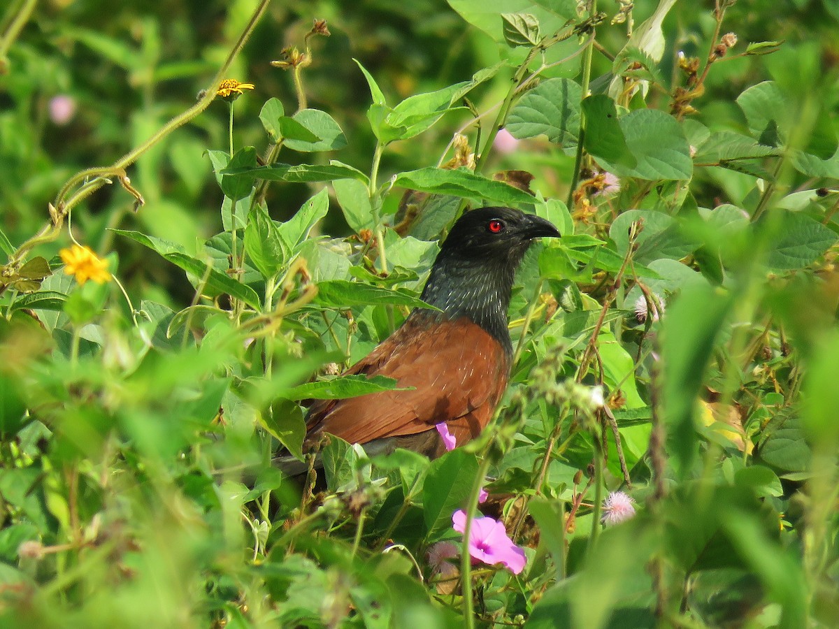 Coucal du Sénégal - ML613473574