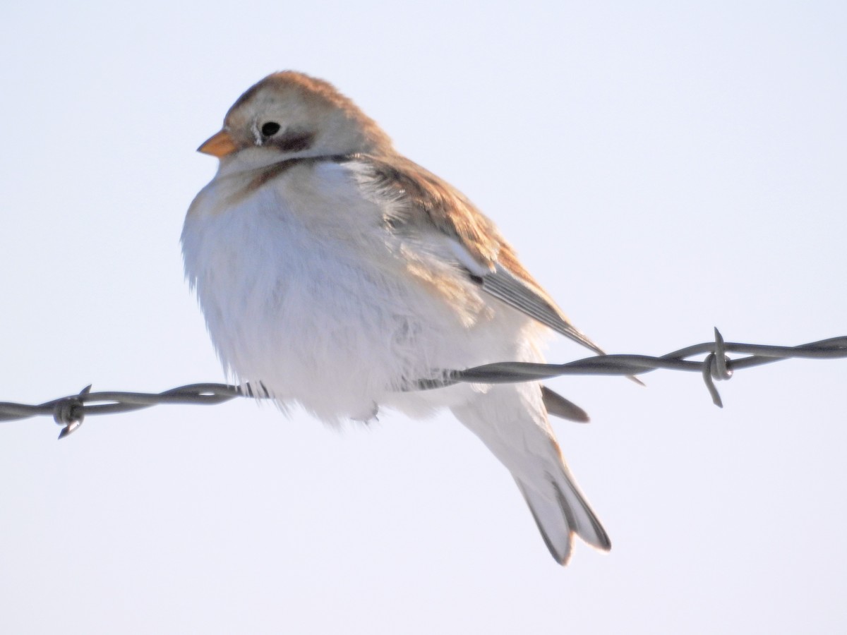 Snow Bunting - ML613473578