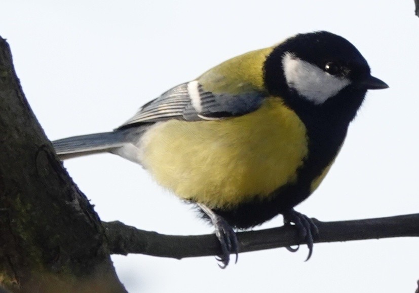 Great Tit - ML613473580