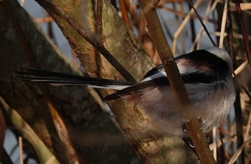 Long-tailed Tit - ML613473592