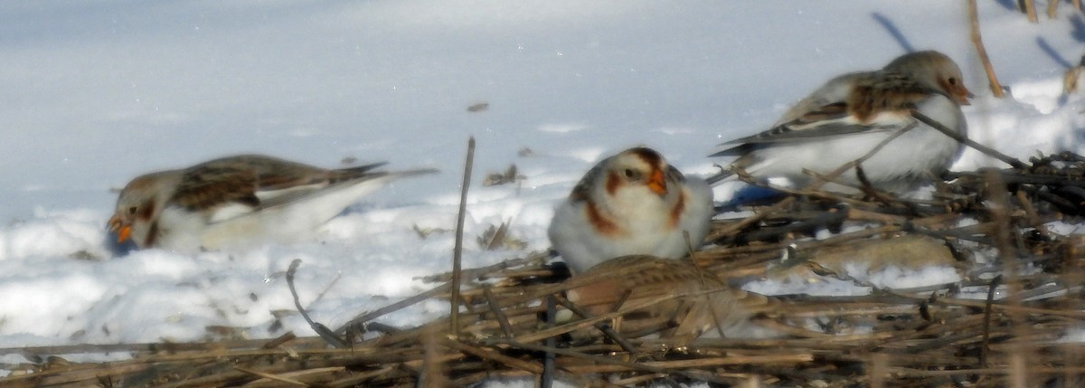 Snow Bunting - ML613473608