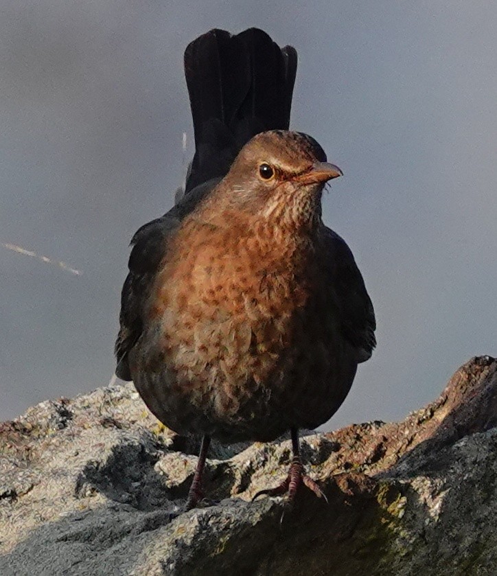 Eurasian Blackbird - ML613473611