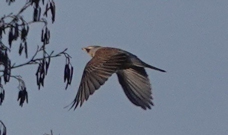 Fieldfare - ML613473620