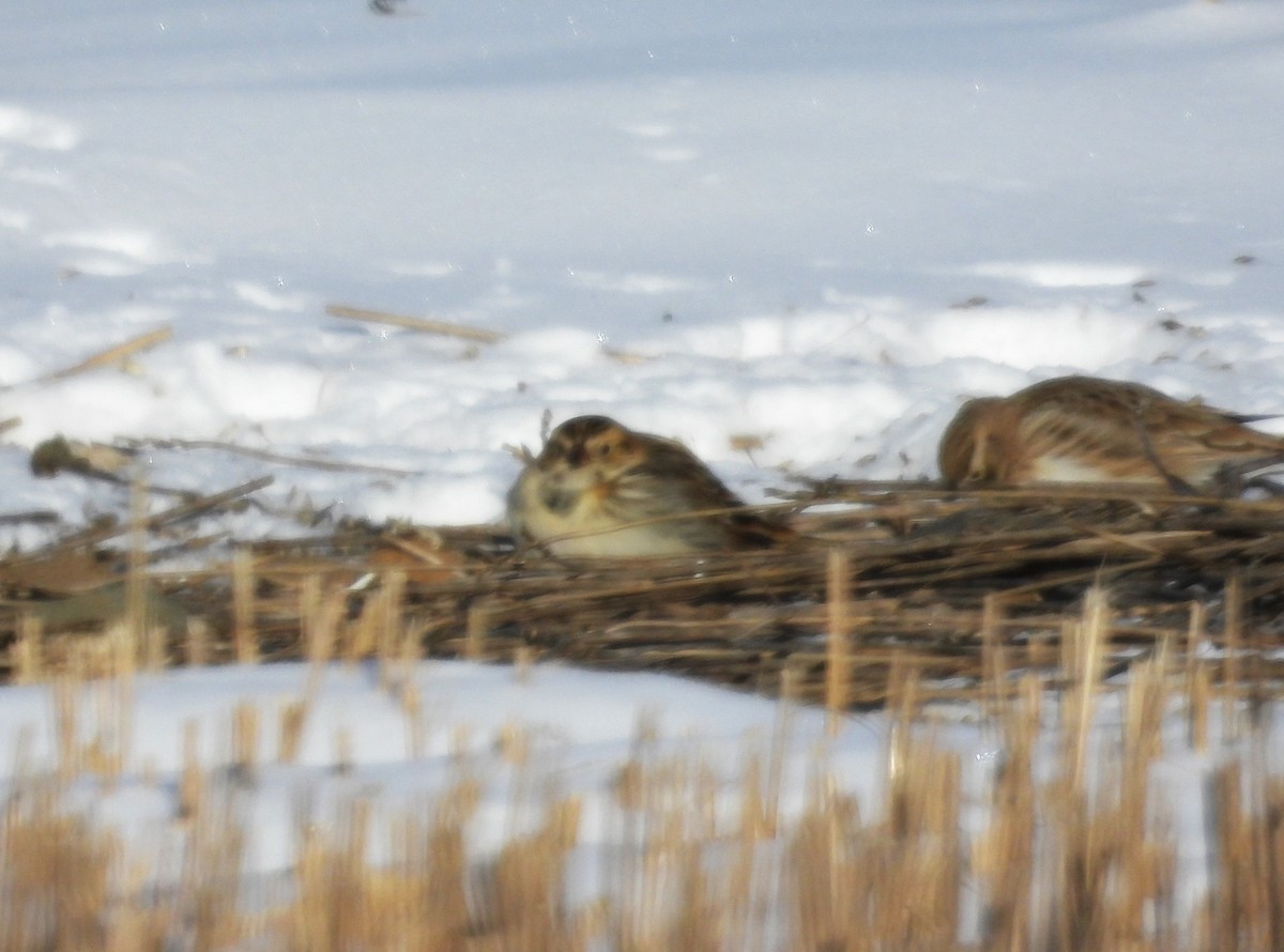Lapland Longspur - ML613473624