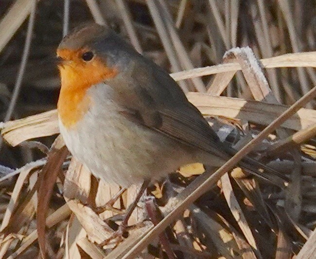European Robin - ML613473627