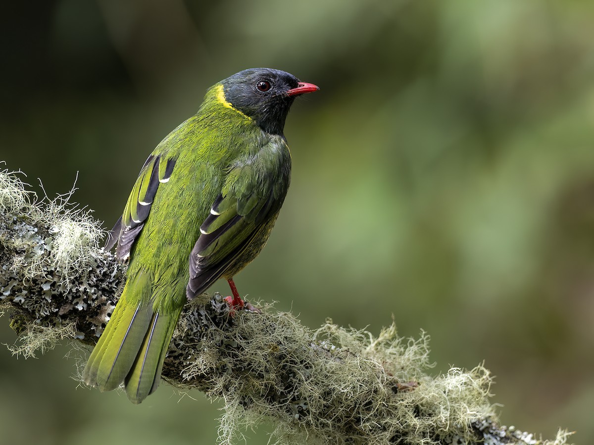 Green-and-black Fruiteater - Andres Vasquez Noboa