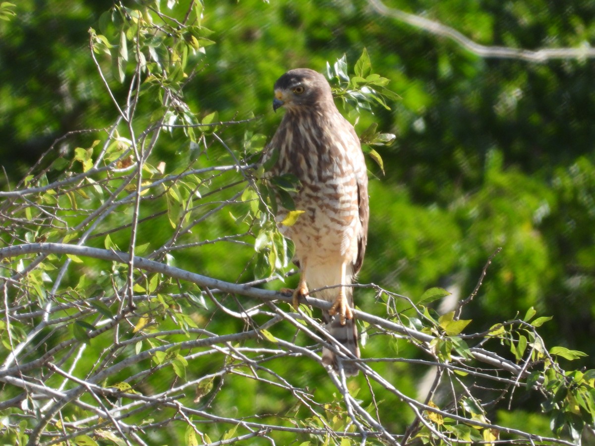 Roadside Hawk - ML613473703