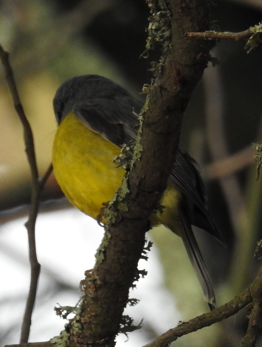Eastern Yellow Robin - ML61347371