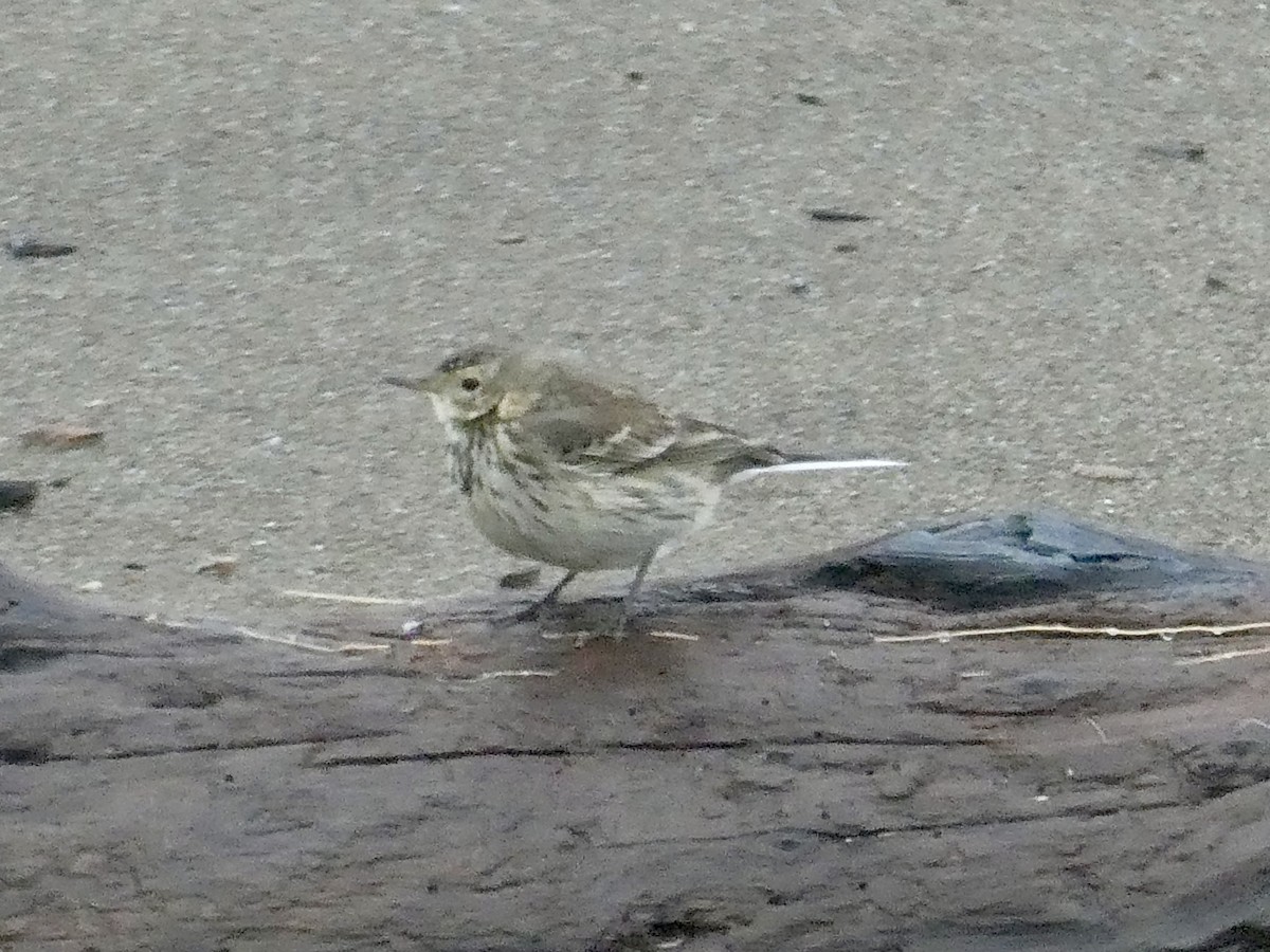 American Pipit - Garrett Pierce