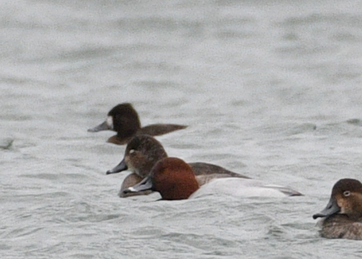 Canvasback x Redhead (hybrid) - ML613473758