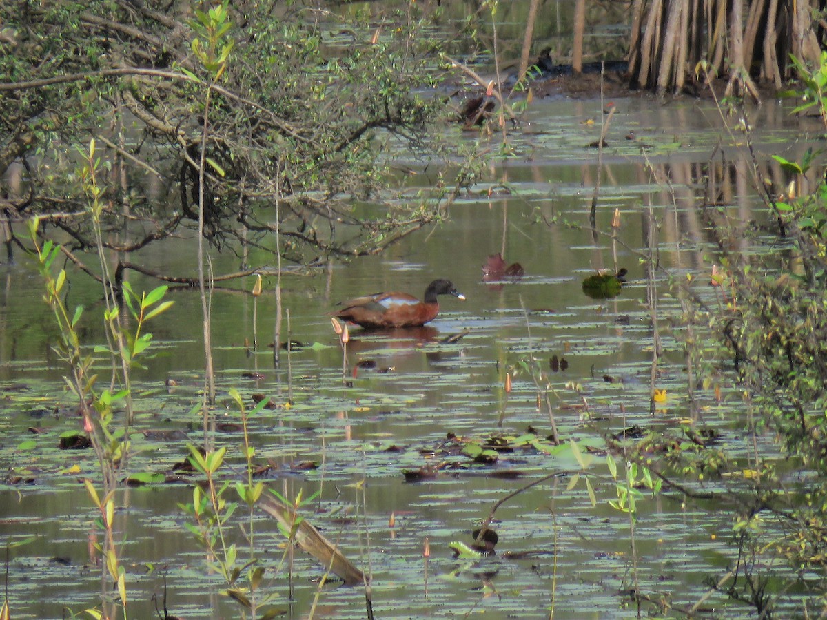 Hartlaub's Duck - Frederik Bexter